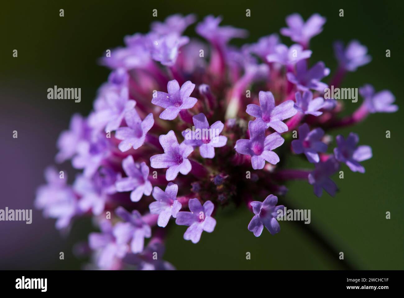 Eine violette Verbene Pflanze in der Sonne Stockfoto