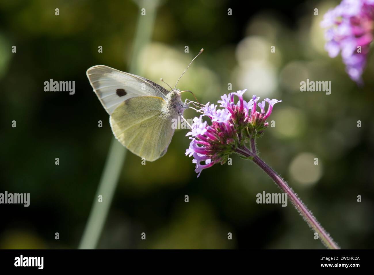 Ein weißer Schmetterling, der sich von einer violetten Eisenkraut-Blume in der Sonne ernährt Stockfoto Ein weißer Schmetterling, der sich von einer violetten Eisenkraut-Blume in der Sonne ernährt Stockfoto