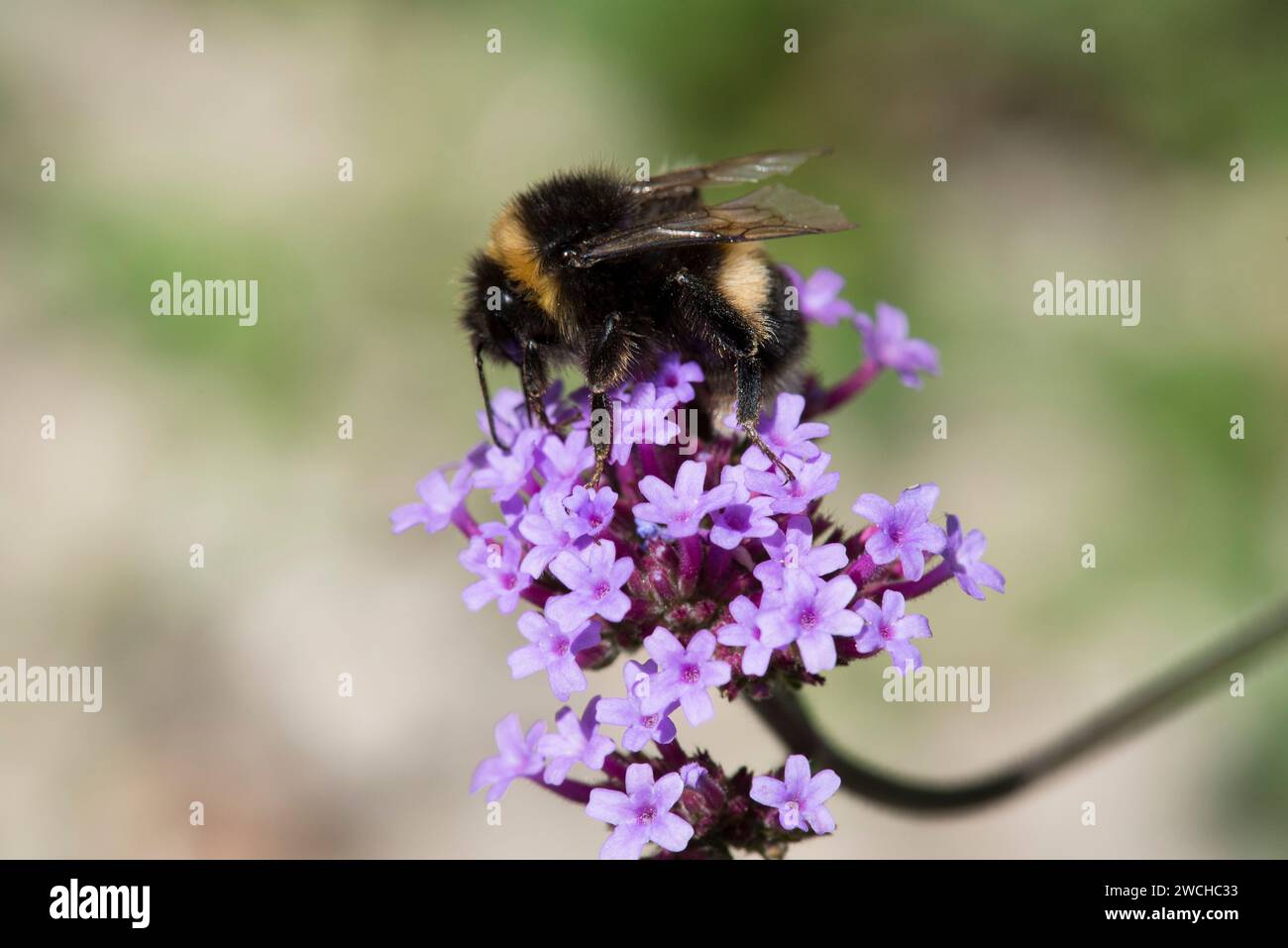 Eine Hummel, die eine violette Verbene bestäubt Stockfoto Eine Hummel, die eine violette Verbene bestäubt Stockfoto