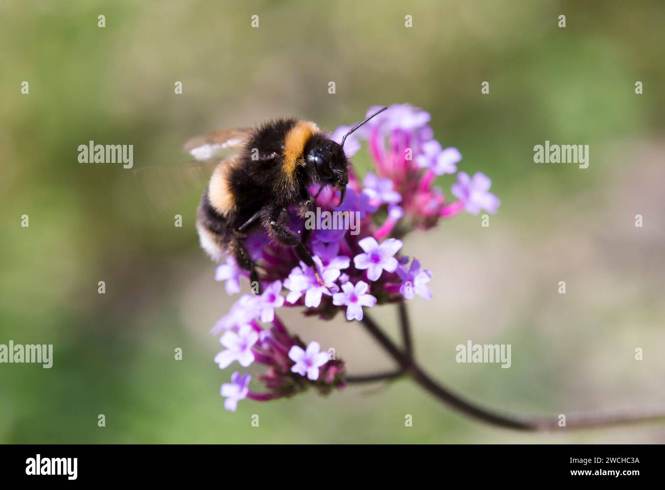Eine Hummel, die eine violette Verbene bestäubt Stockfoto Eine Hummel, die eine violette Verbene bestäubt Stockfoto