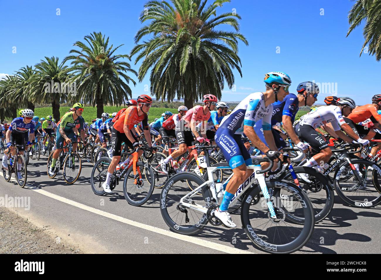 Fahrer, die 2024 bei der Tour Down Under in der Weinregion des Barossa Valley in South Australia antreten. Die Tour ist die erste Veranstaltung der UCI World Stockfoto