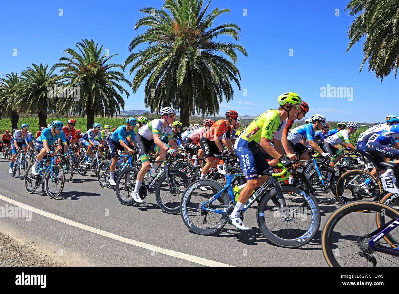 Fahrer, die 2024 bei der Tour Down Under in der Weinregion des Barossa Valley in South Australia antreten. Die Tour ist die erste Veranstaltung der UCI World Stockfoto