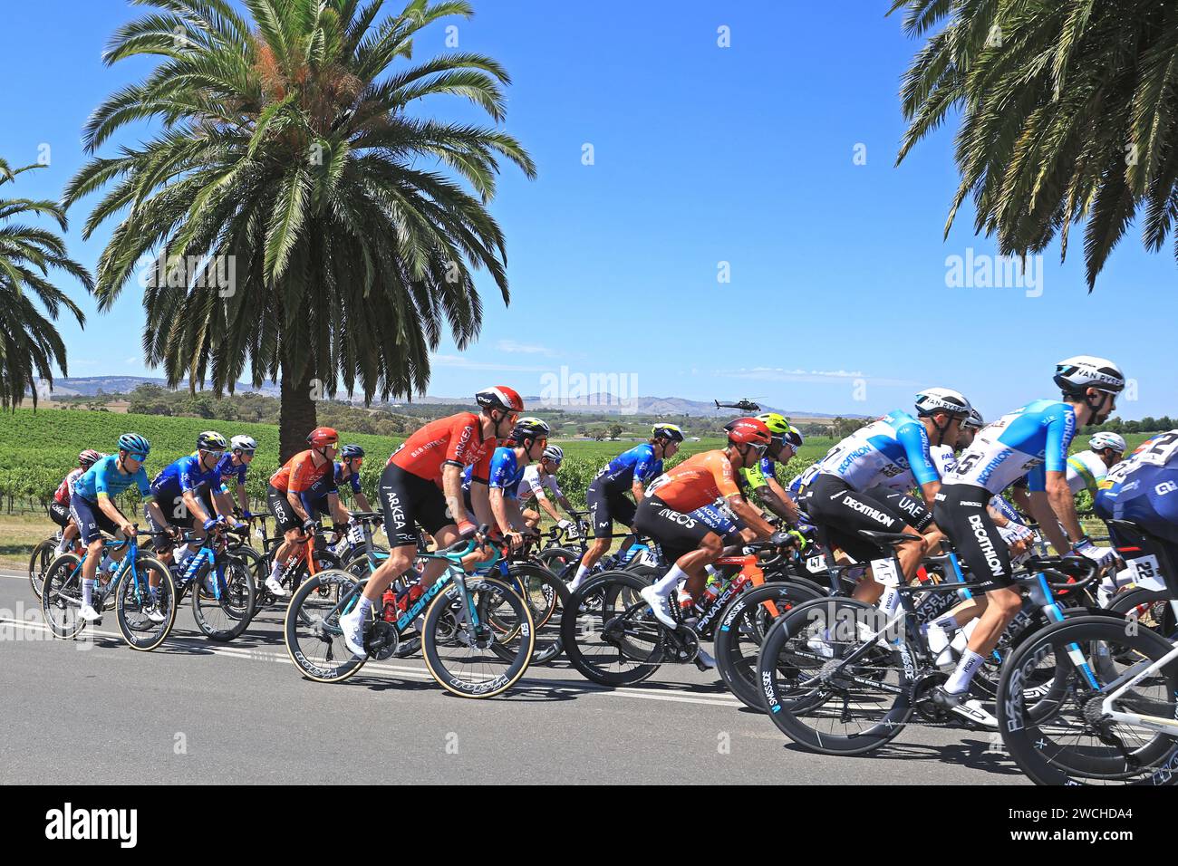 Fahrer, die 2024 bei der Tour Down Under in der Weinregion des Barossa Valley in South Australia antreten. Die Tour ist die erste Veranstaltung der UCI World Stockfoto