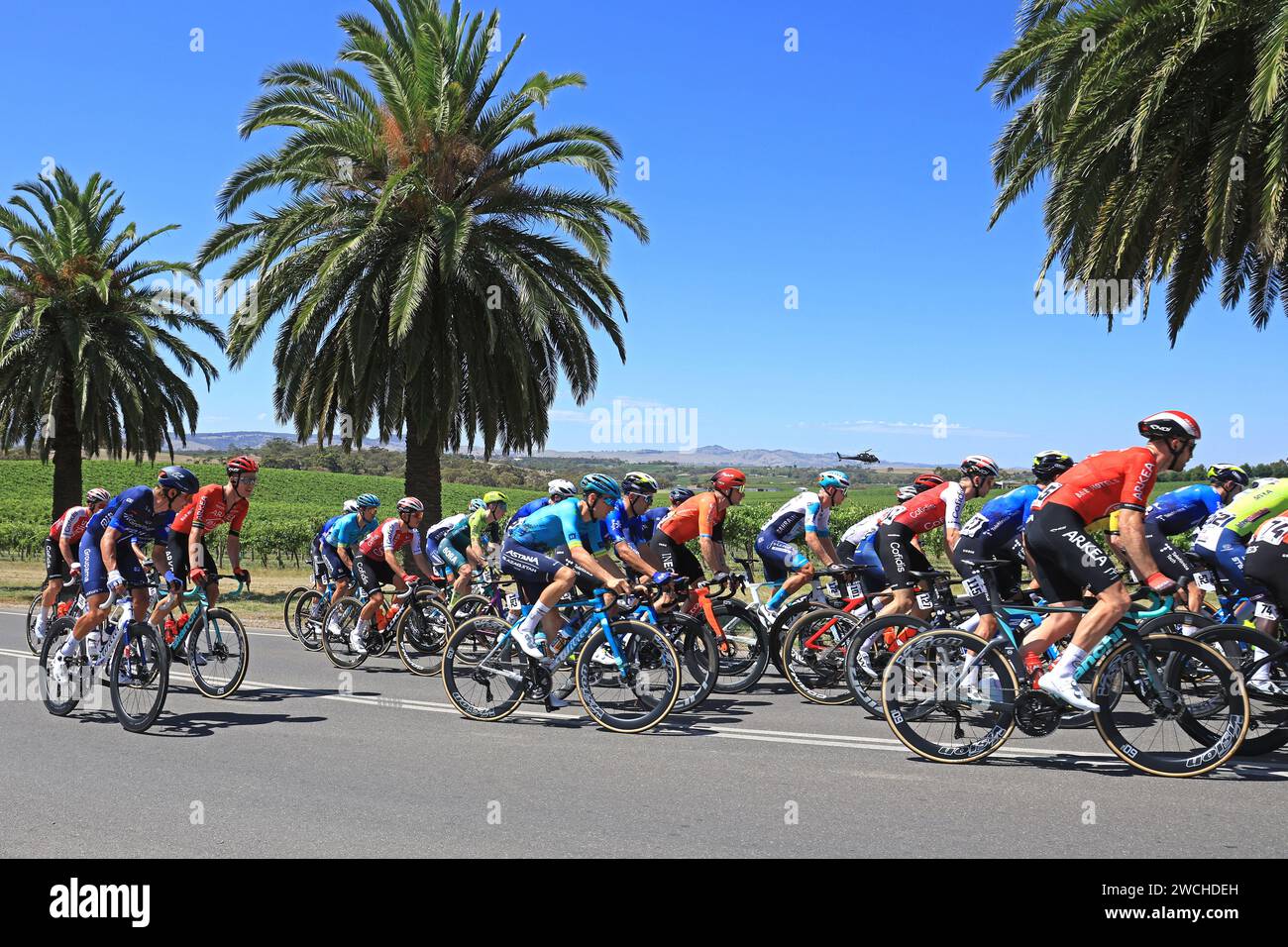 Fahrer, die 2024 bei der Tour Down Under in der Weinregion des Barossa Valley in South Australia antreten. Die Tour ist die erste Veranstaltung der UCI World Stockfoto