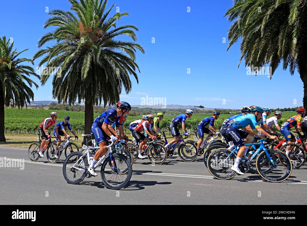 Fahrer, die 2024 bei der Tour Down Under in der Weinregion des Barossa Valley in South Australia antreten. Die Tour ist die erste Veranstaltung der UCI World Stockfoto