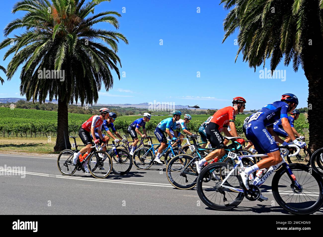 Fahrer, die 2024 bei der Tour Down Under in der Weinregion des Barossa Valley in South Australia antreten. Die Tour ist die erste Veranstaltung der UCI World Stockfoto