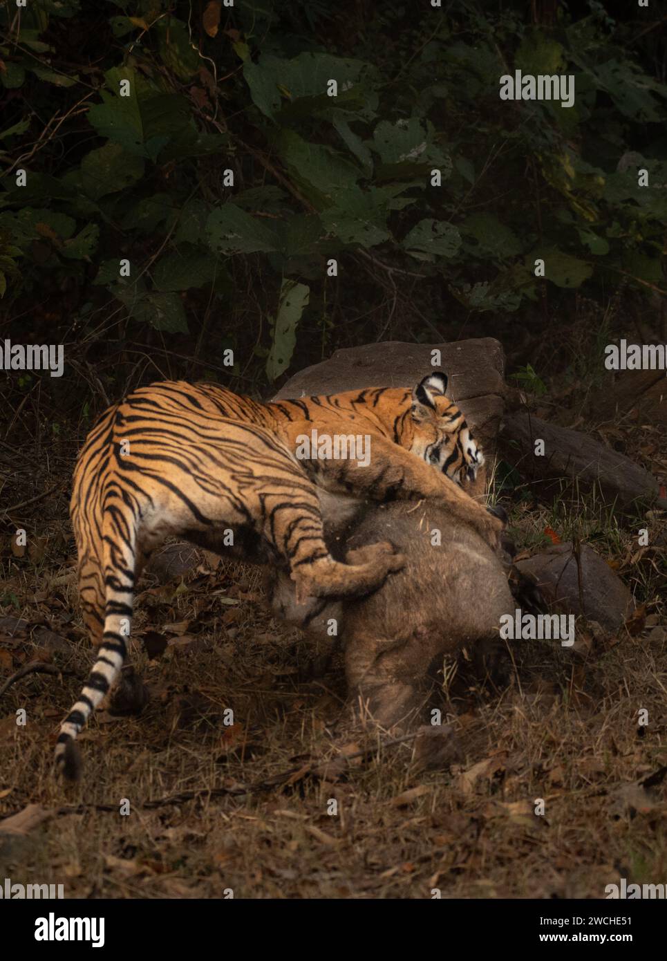 Die Wildschweine kämpfen mit aller Kraft INDIEN actiongeladene Bilder zeigen eine Tigerin, die am 7. Januar in Maharashtra, Indien, ein Wildschwein angreift. Das wig Stockfoto