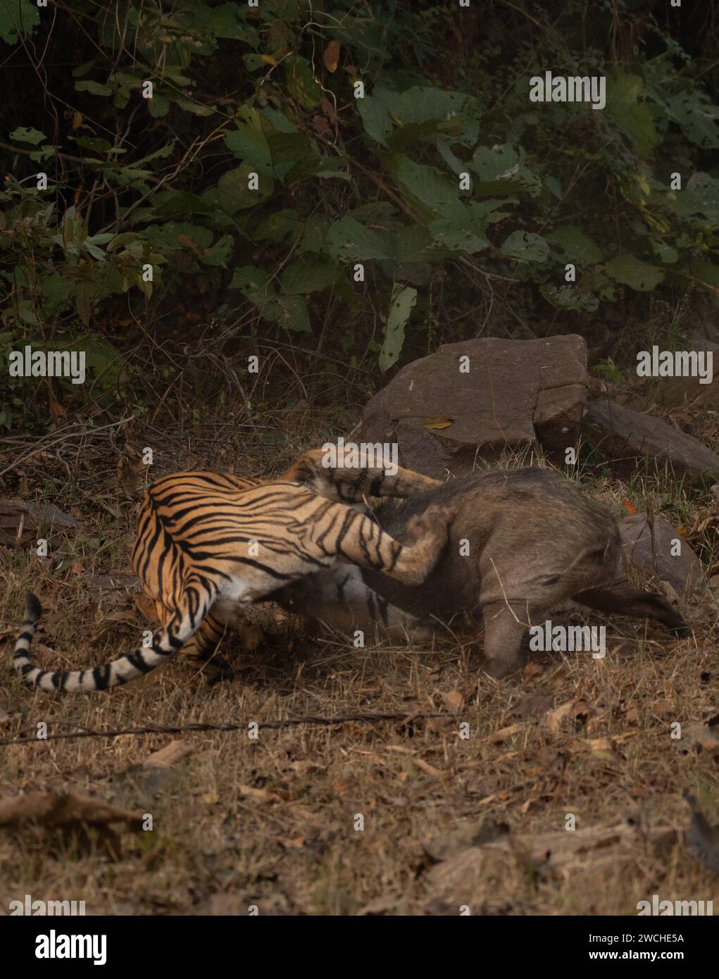 Beide stürzen in INDIEN actiongeladene Bilder zeigen eine Tigerin, die am 7. Januar in Maharashtra, Indien, ein Wildschwein angreift. Die Tigerin hatte hidd Stockfoto