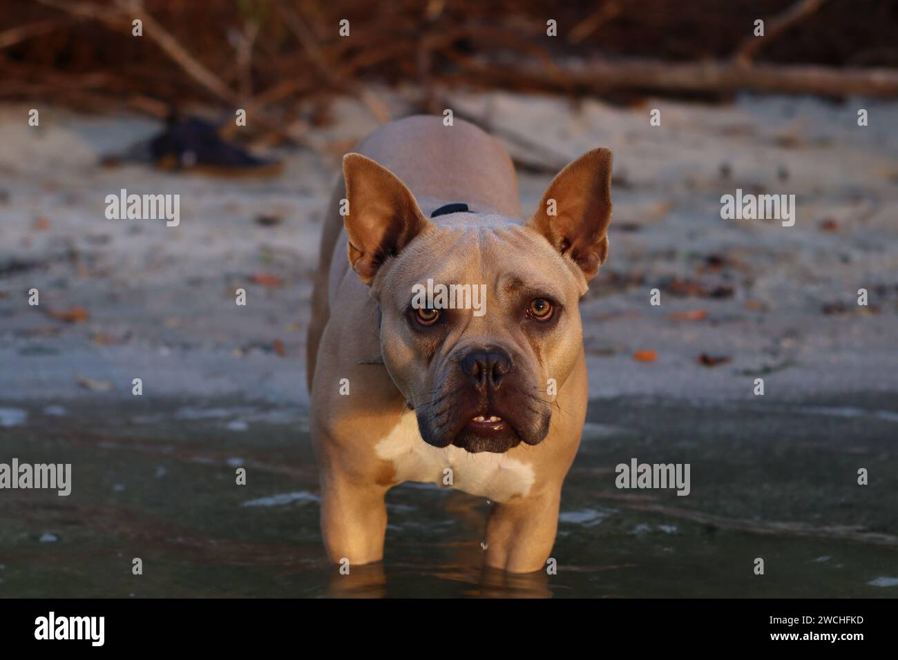 Französische Bulldogge, portrait Stockfoto