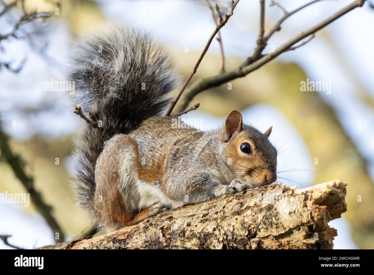 Ein graues Eichhörnchen, Sciurus carolinensis, sitzt auf den Ästen eines Baumes in Sussex, Großbritannien Stockfoto