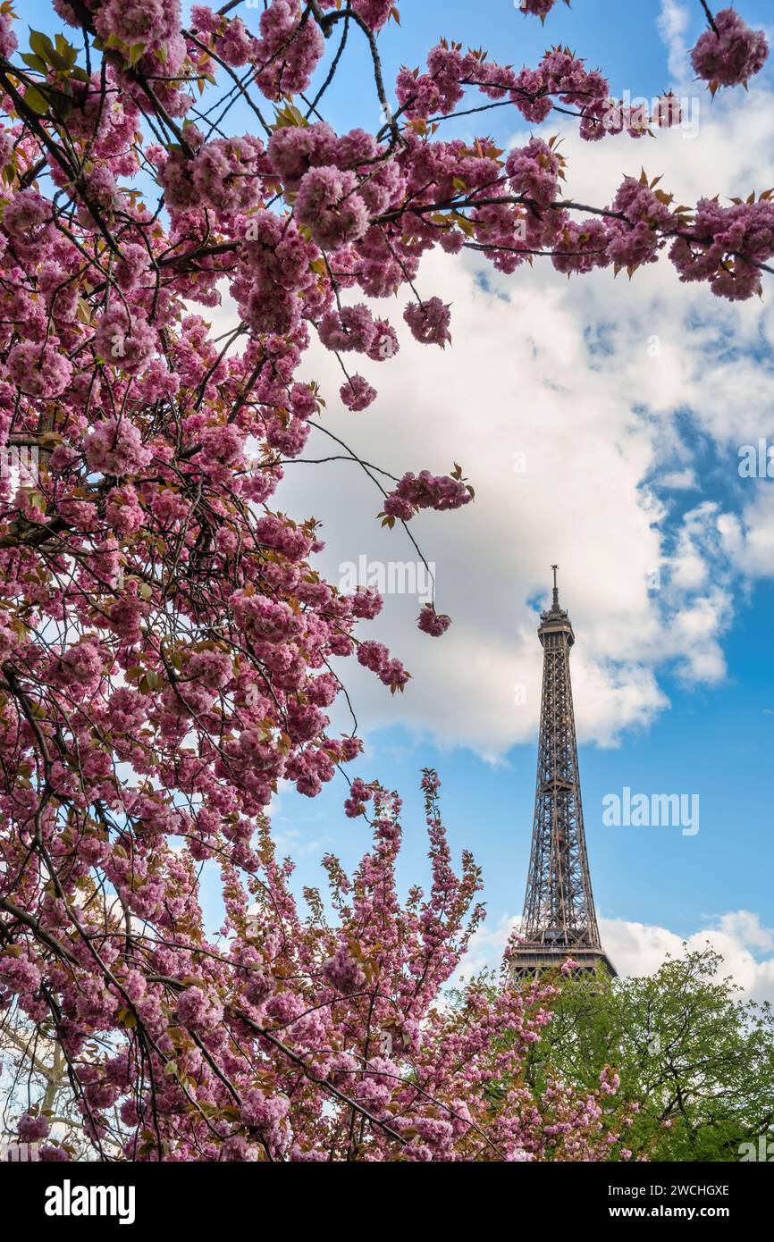 Paris Frankreich City Skyline am Eiffelturm mit Feder kirsche Blüte Blume Stockfoto