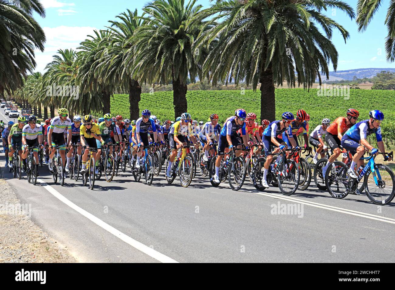 Fahrer, die in der ersten Phase der Tour Down Under 2024 in der Weinregion des Barossa Valley in South Australia antreten. Die Tour ist die erste Veranstaltung der UCI World Tour. Foto: Russell Mountford/Alamy Live News Stockfoto