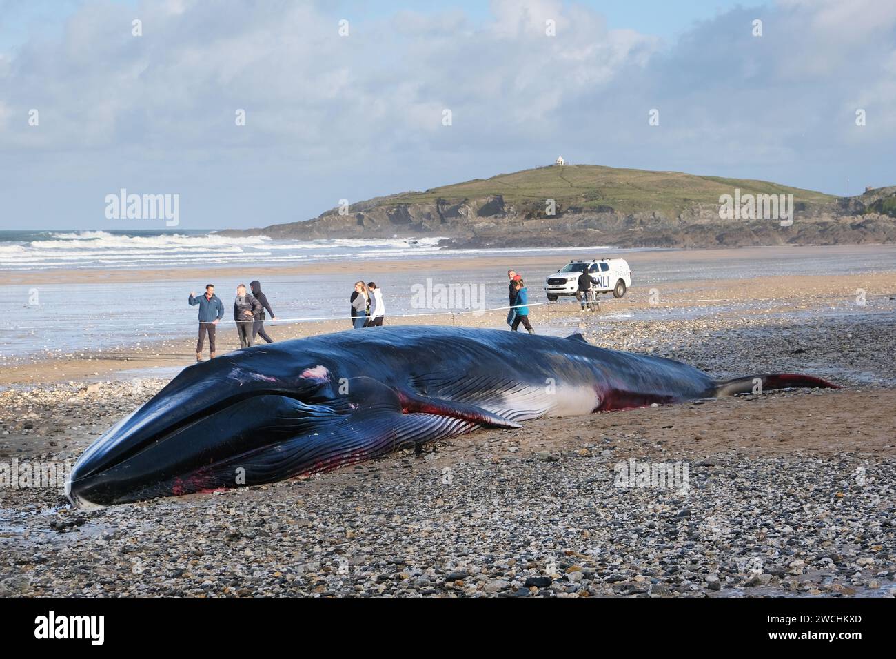 Die Kadaver des 16 Meter langen Finnwals wurden am Fistral Beach in Newquay in Cornwall in Großbritannien gespült. Stockfoto