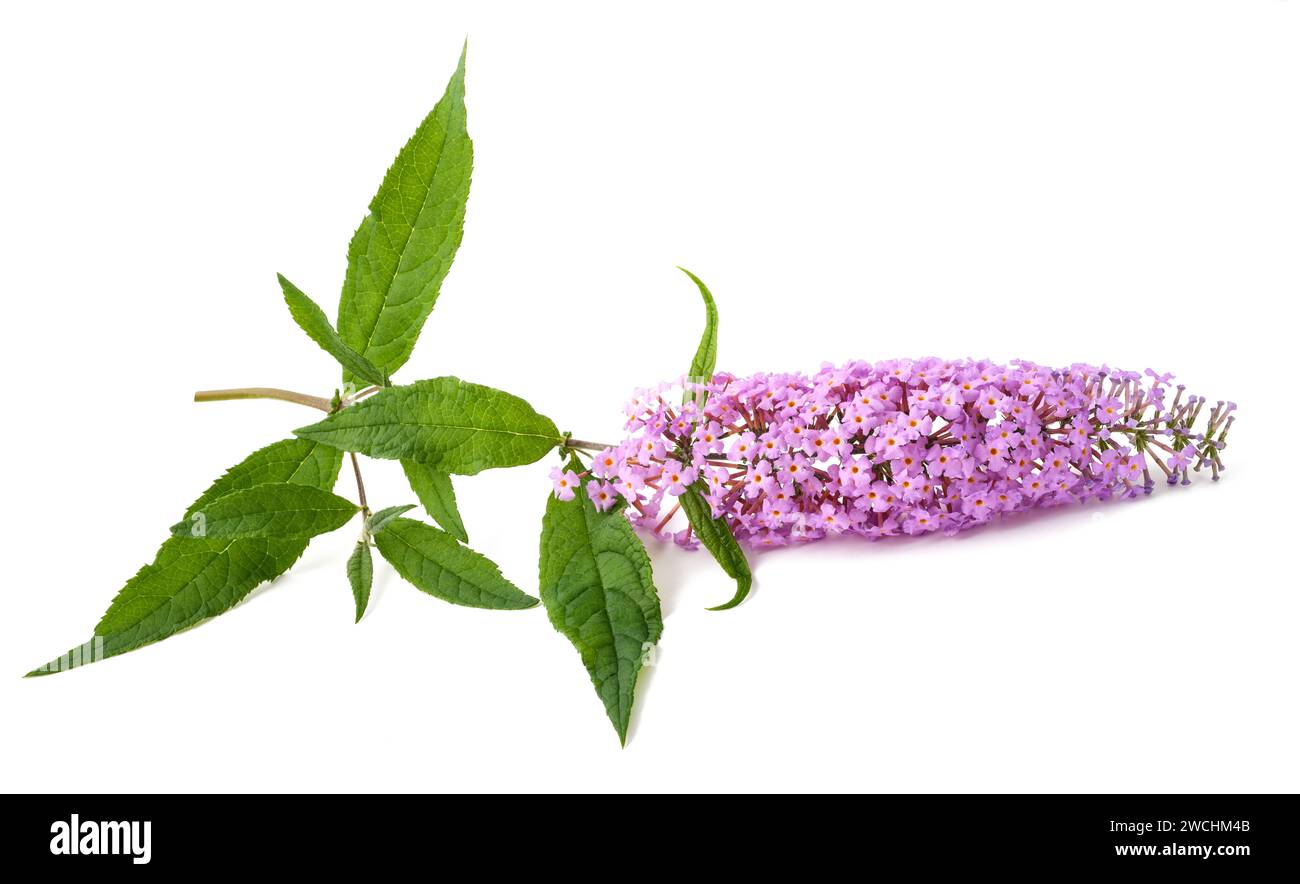 Buddleja Blumen isoliert auf weißem Hintergrund Stockfoto