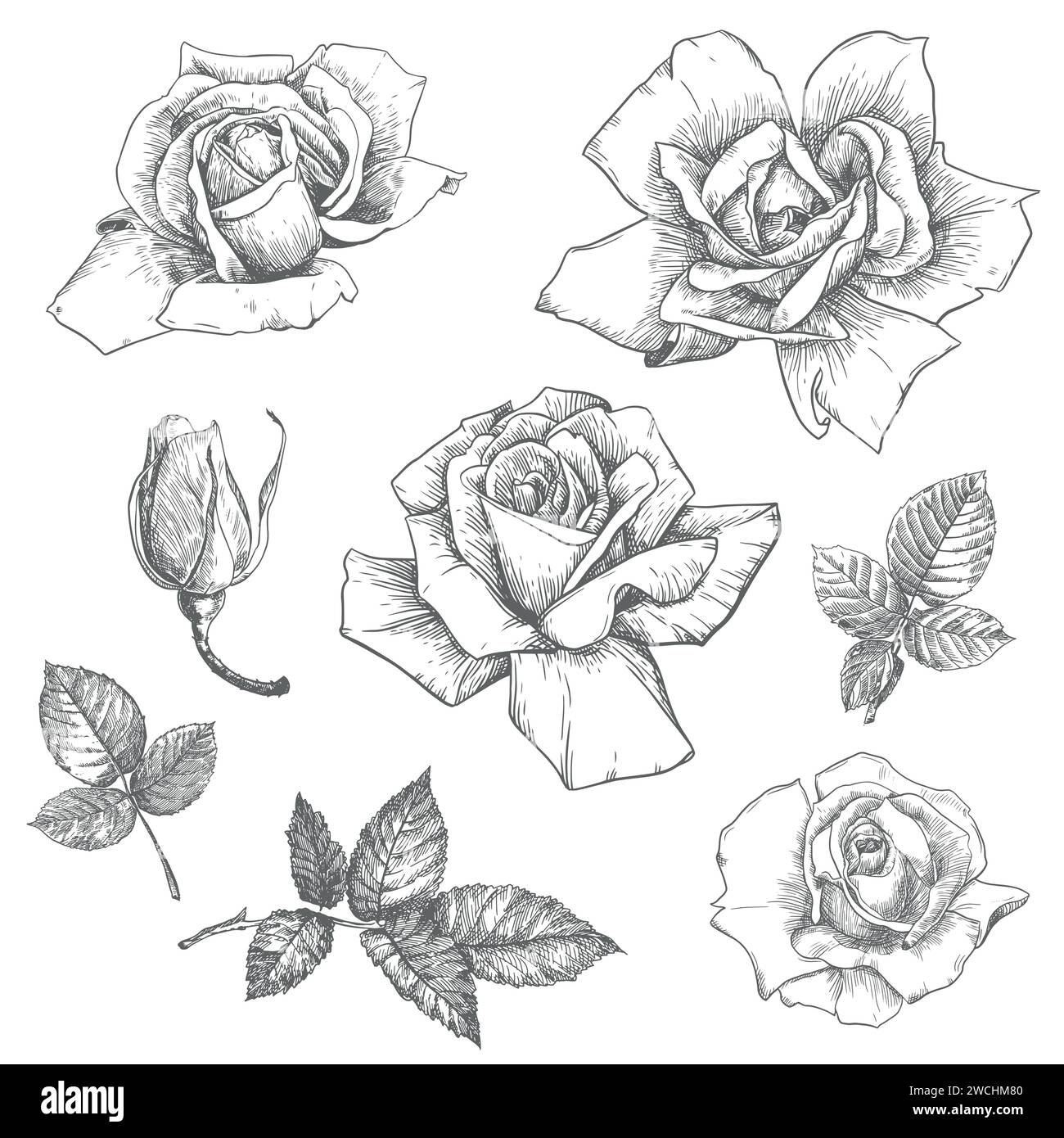Vintage Rosen Set, Blumengravur. Viktorianische Pflanzen, Tuschzeichnung. Skizze eines schwarz-weißen altmodischen Tattoos. Botanischer Vektor Stock Vektor
