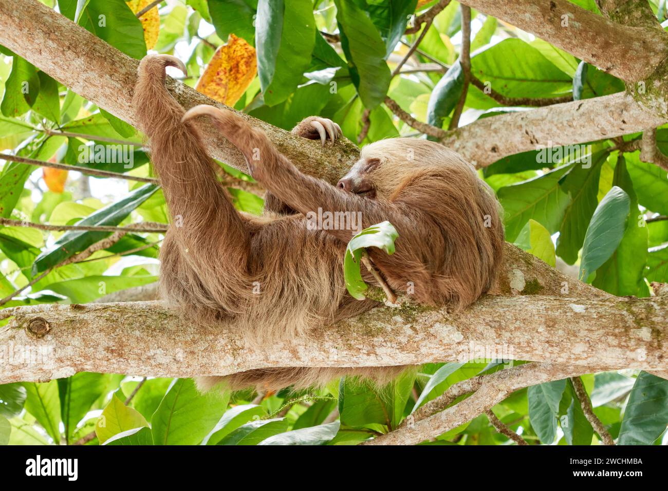 Drei toed Sloth hängen in Mango tree Schlaf kratzen Bein mit einer Kralle Stockfoto