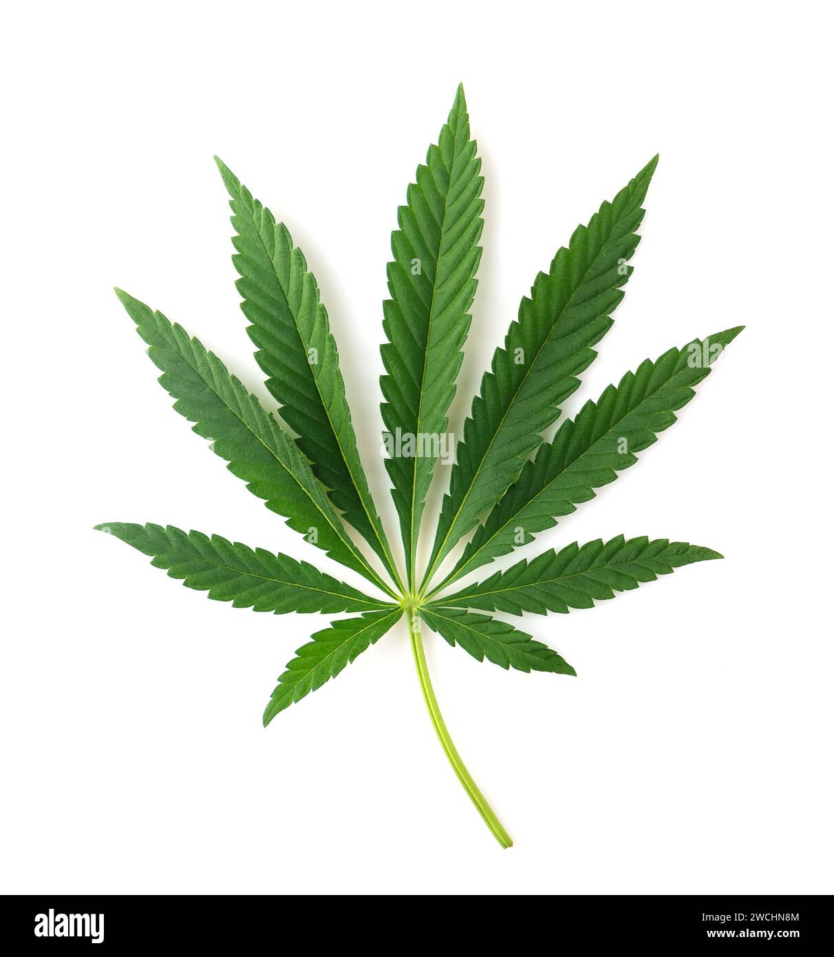 Cannabisblatt isoliert auf weißem Hintergrund. Stockfoto