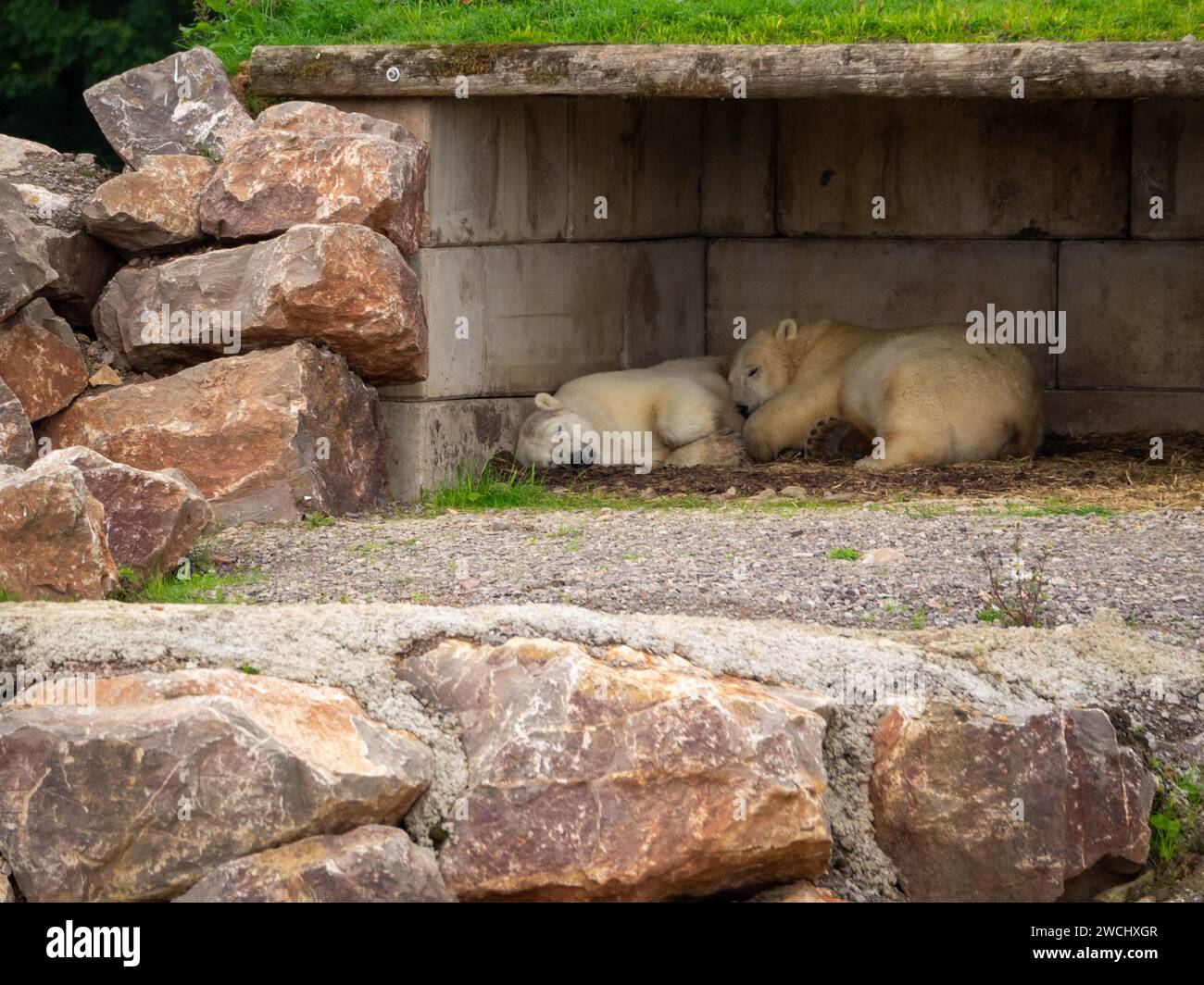 Mutter und Sohn Polar Bears schliefen im Tierheim. Stockfoto