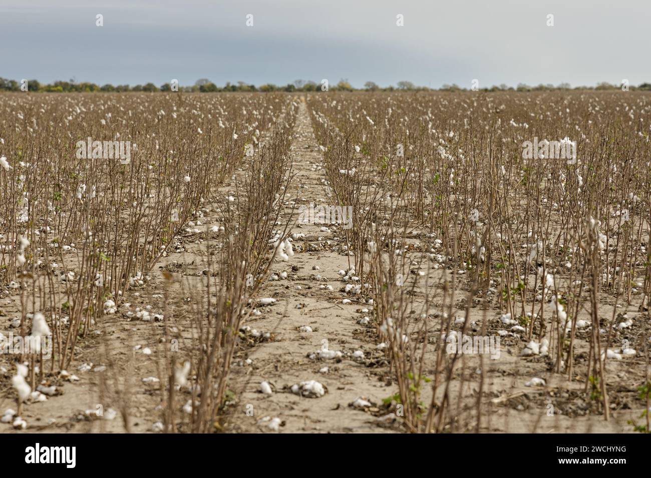 Baumwollplantage nach der Ernte. Stockfoto