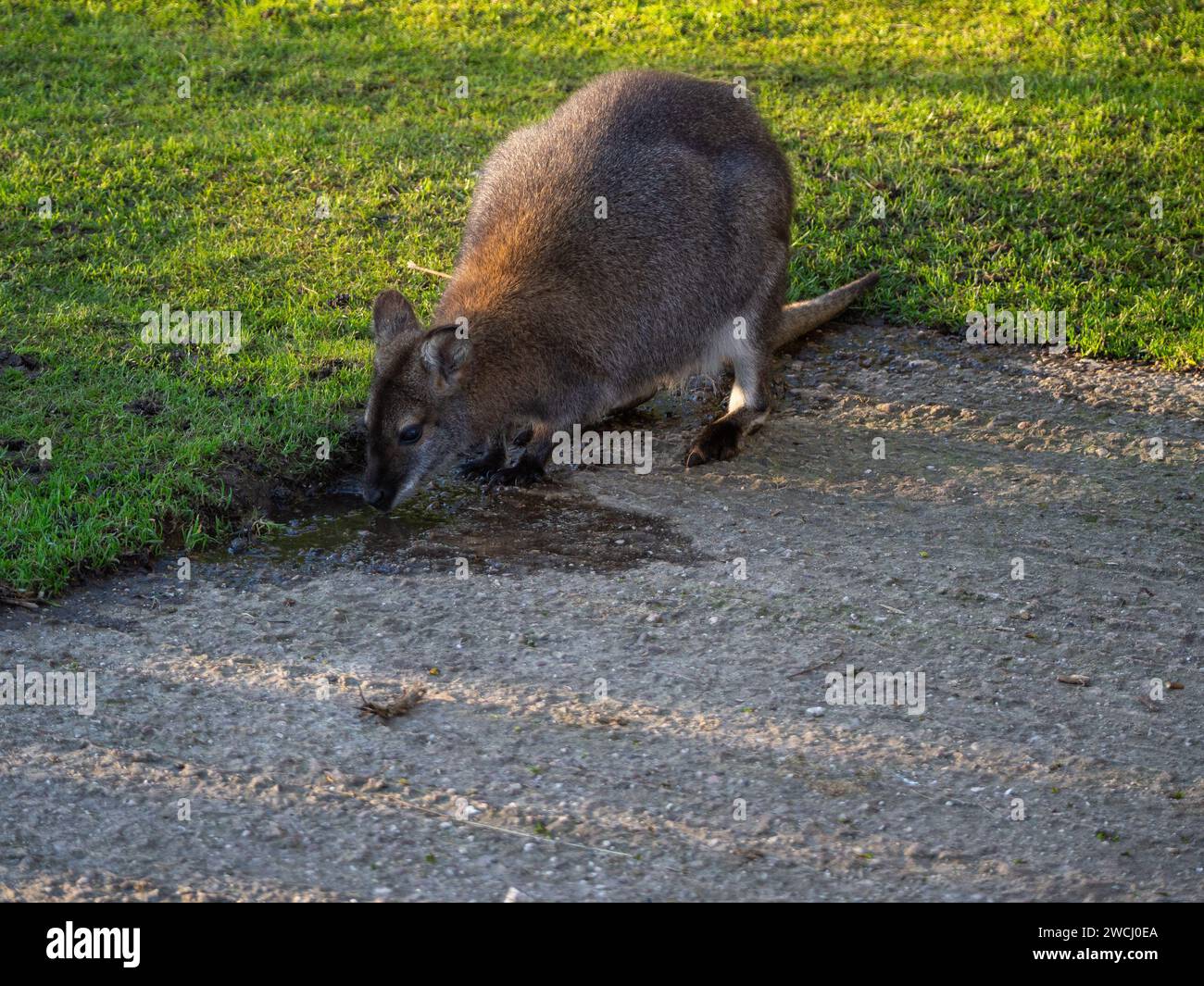 Wallaby trinkt aus einer Pfütze auf einem konkreten Weg. Stockfoto