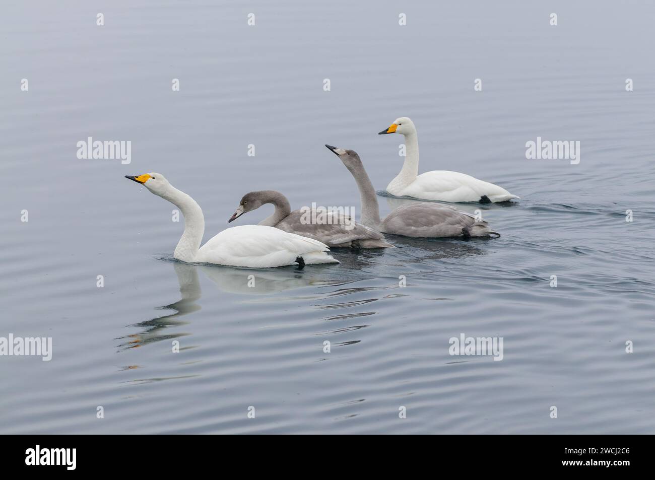 Eine ruhige Szene fängt eine Familie von Singschwänen, einschließlich Jungvögeln, ein, die elegant über einen stillen See unter weichem Dämmerungshimmel gleiten. Stockfoto