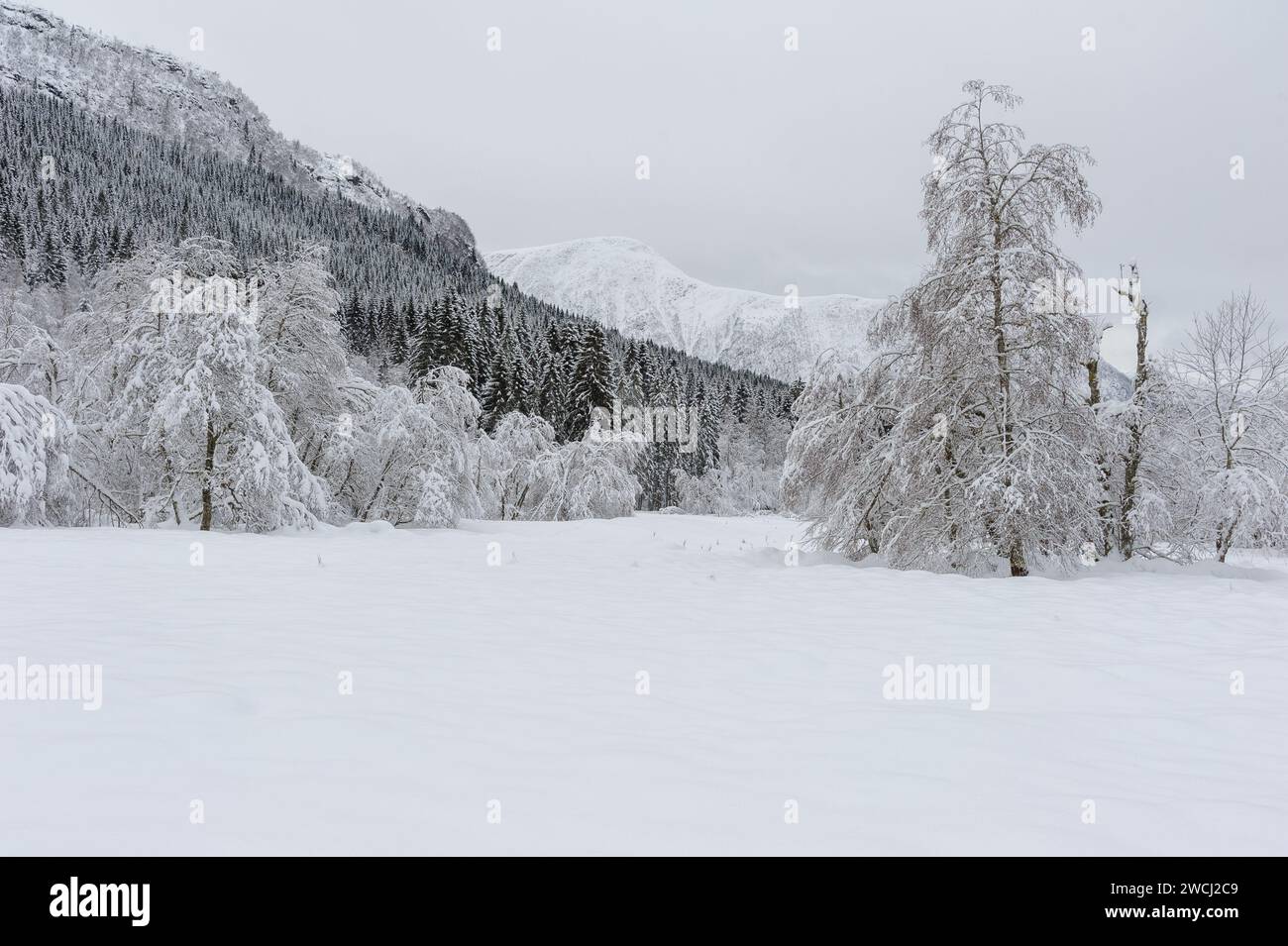 Eine ruhige Szene zeigt einen dichten Wald mit Schnee und Bergkämmen im Hintergrund, die die Stille eines Wintertages hervorheben Stockfoto