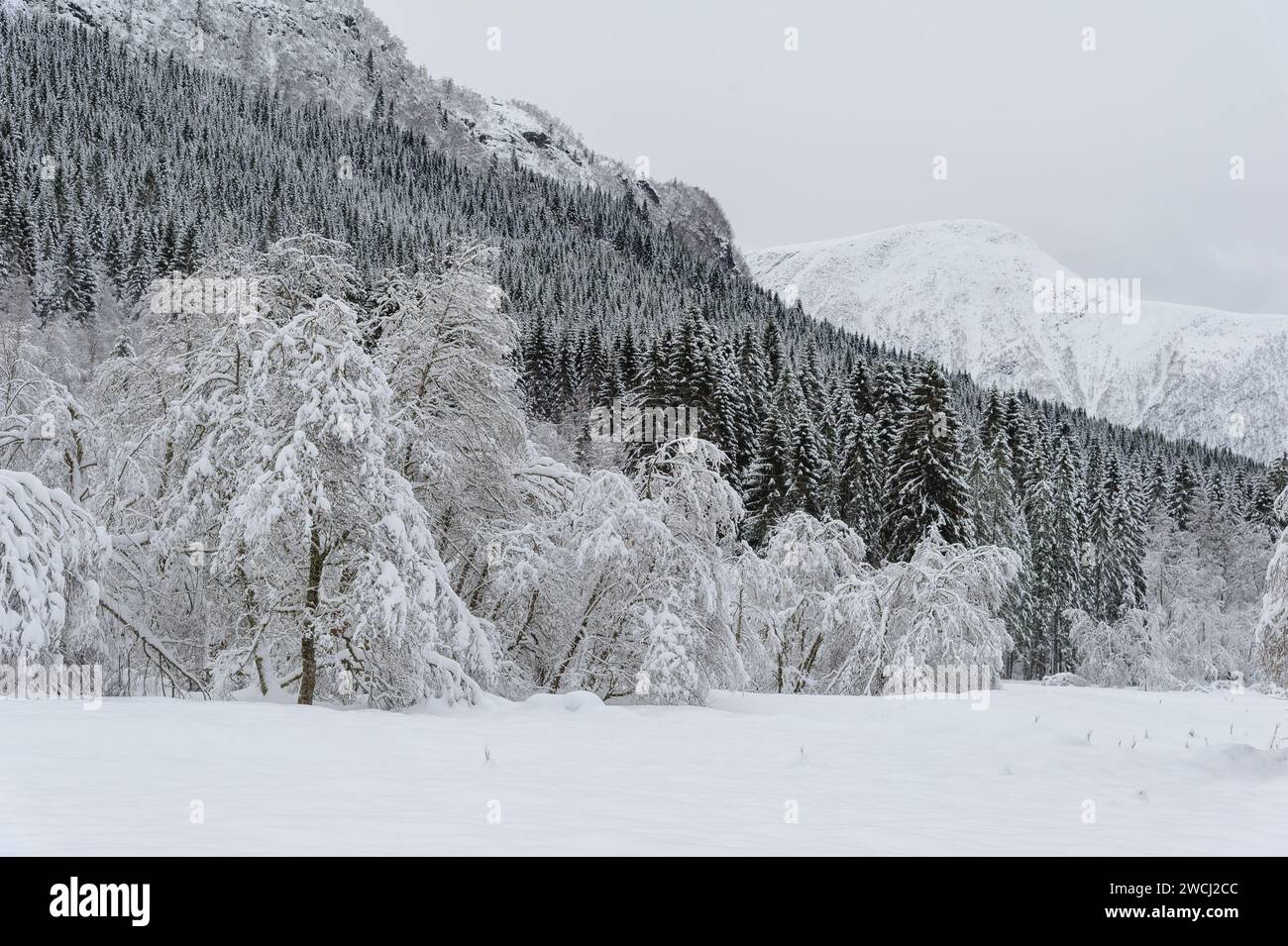Eine ruhige Landschaft fängt die Ruhe eines Waldes und einer Bergkette mit frischem, ungestörtem Schnee ein. Stockfoto