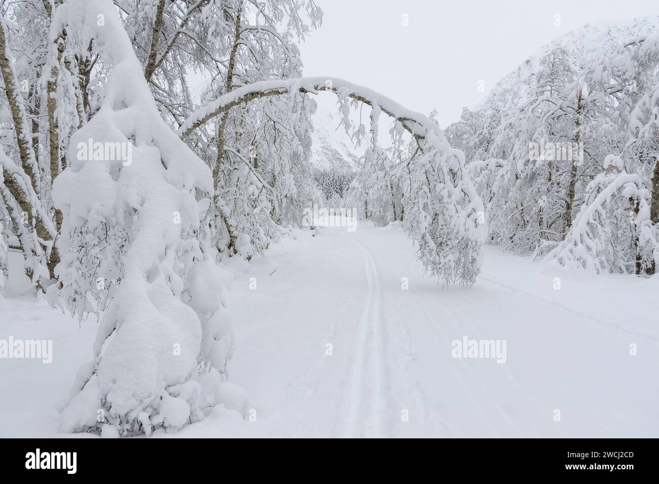Eine beschauliche, schneebedeckte Landschaft fängt einen natürlichen Bogen ein, der durch starken Schnee geschaffen wurde, der Äste über einen abgeschiedenen Weg hinabzieht. Stockfoto