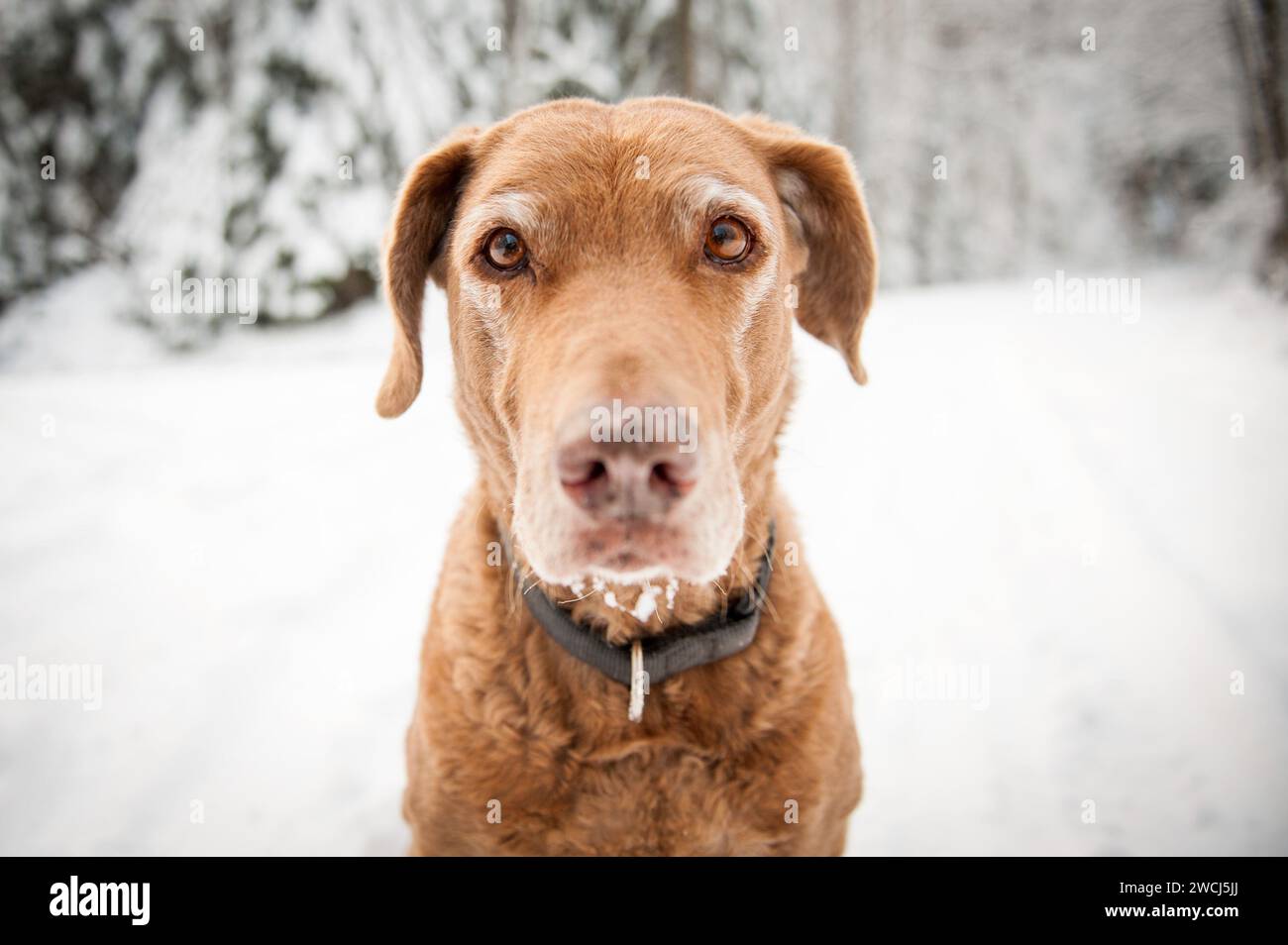 Senior Dog im Winter Stockfoto