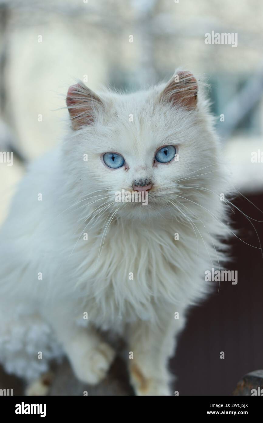 Weiße Katze mit blauen Augen Stockfoto