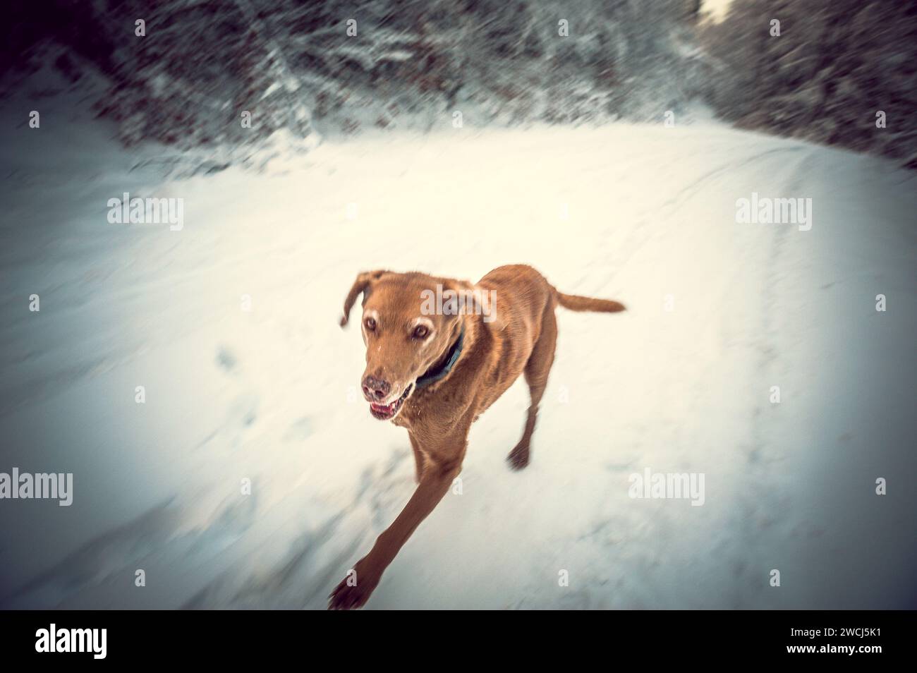 Senior Dog im Winter Stockfoto