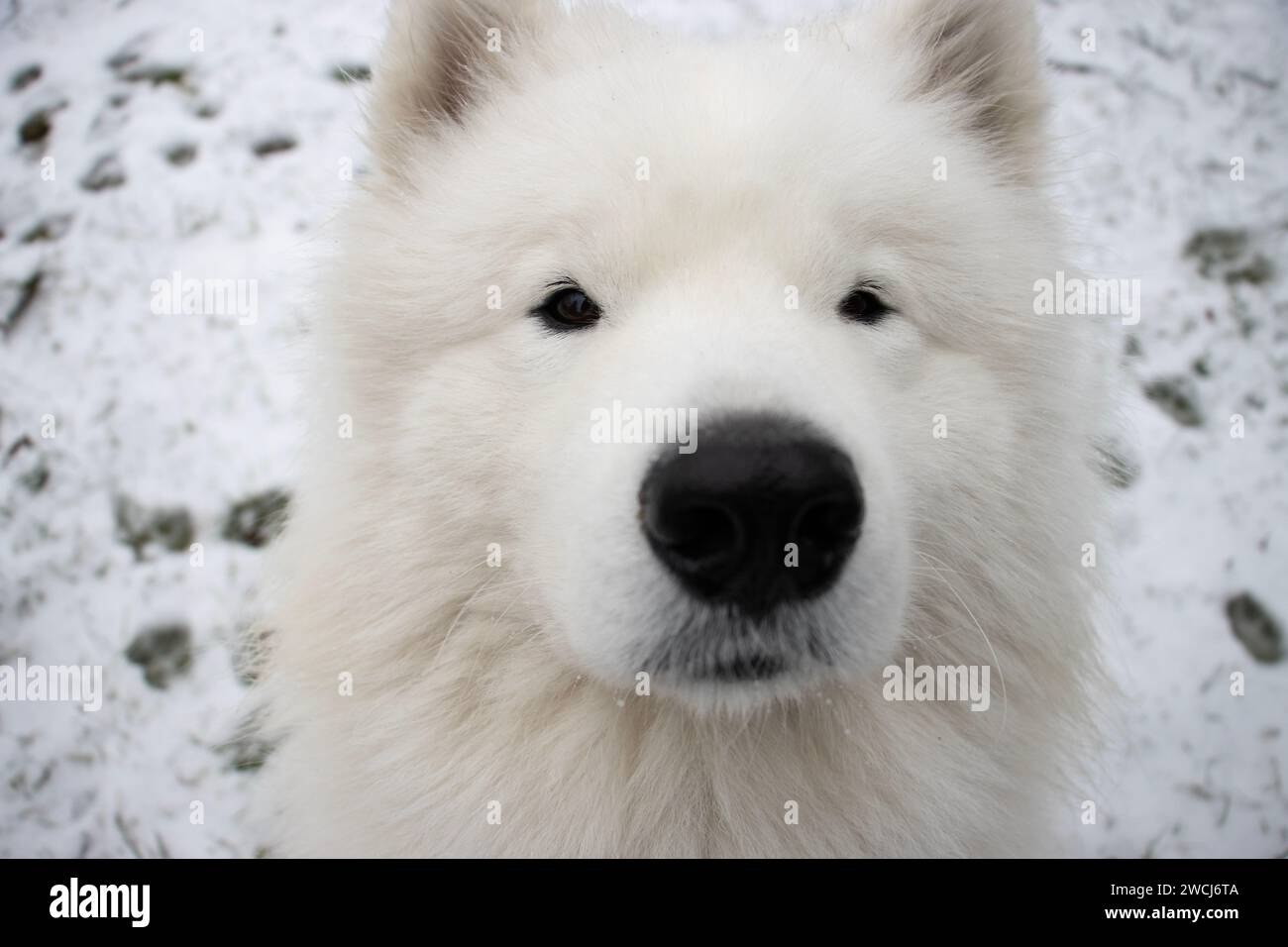 Lustiges Weitwinkel-Nahaufnahme-Porträt eines einjährigen Samojeden-Hundes, der mit zusammengekniffenen Augen und einer großen Nase im Winter auf schneebedecktem Boden zur Kamera blickt Stockfoto