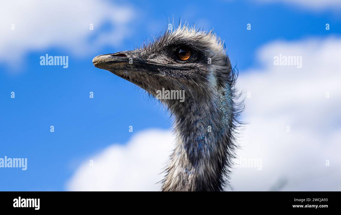 Straußenkopf mit blauem Himmel und Wolken im Hintergrund. Stockfoto