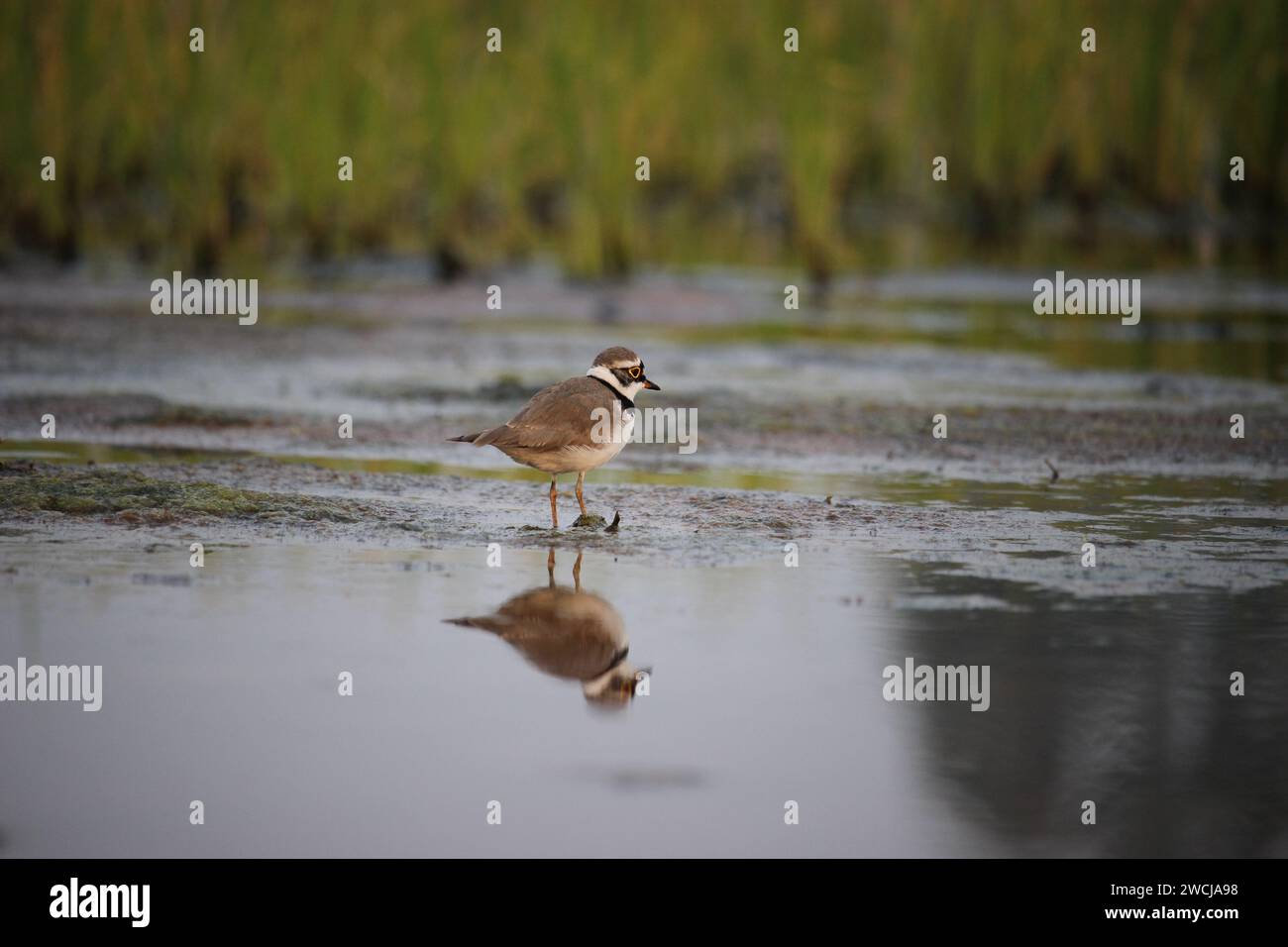 Ein kleiner beringter Pflugvogel sucht nach Nahrung. Stockfoto