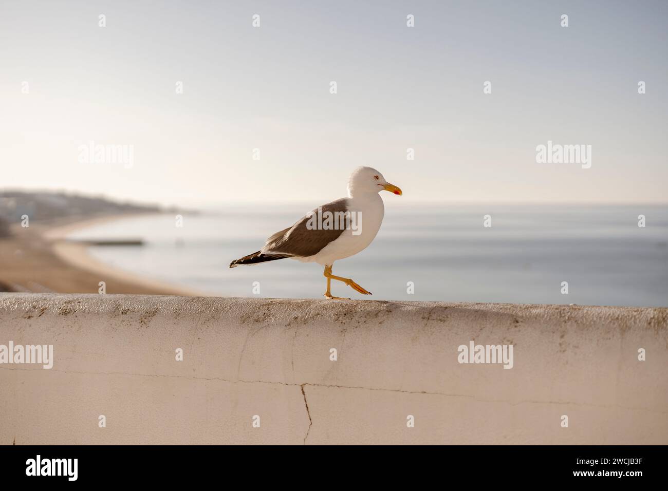 Porträt der Möwe an der weißen Wand, Albufeira, Süd-Portugal Stockfoto