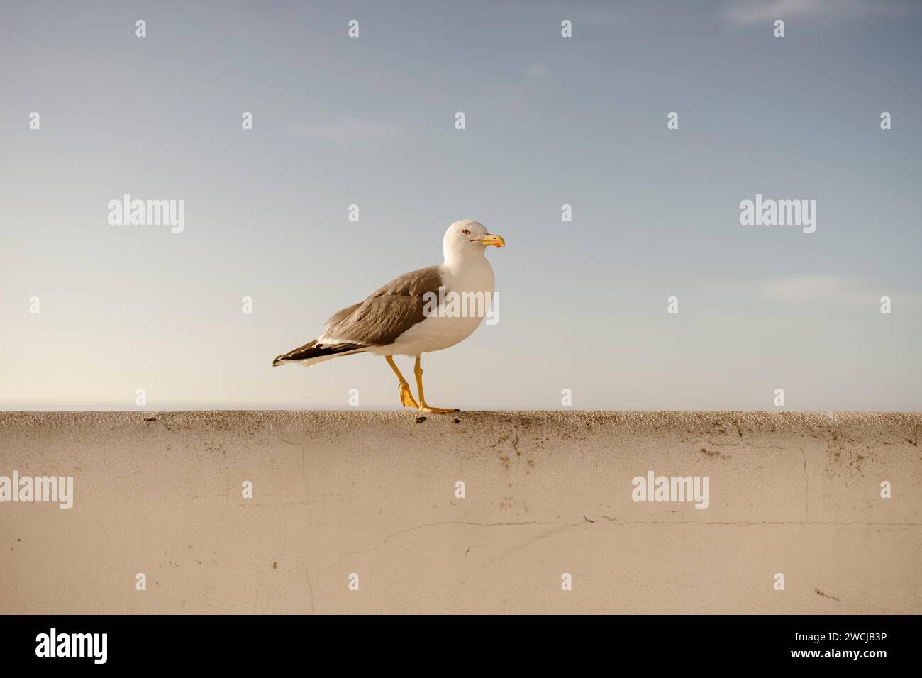 Porträt der Möwe an der weißen Wand, Albufeira, Süd-Portugal Stockfoto