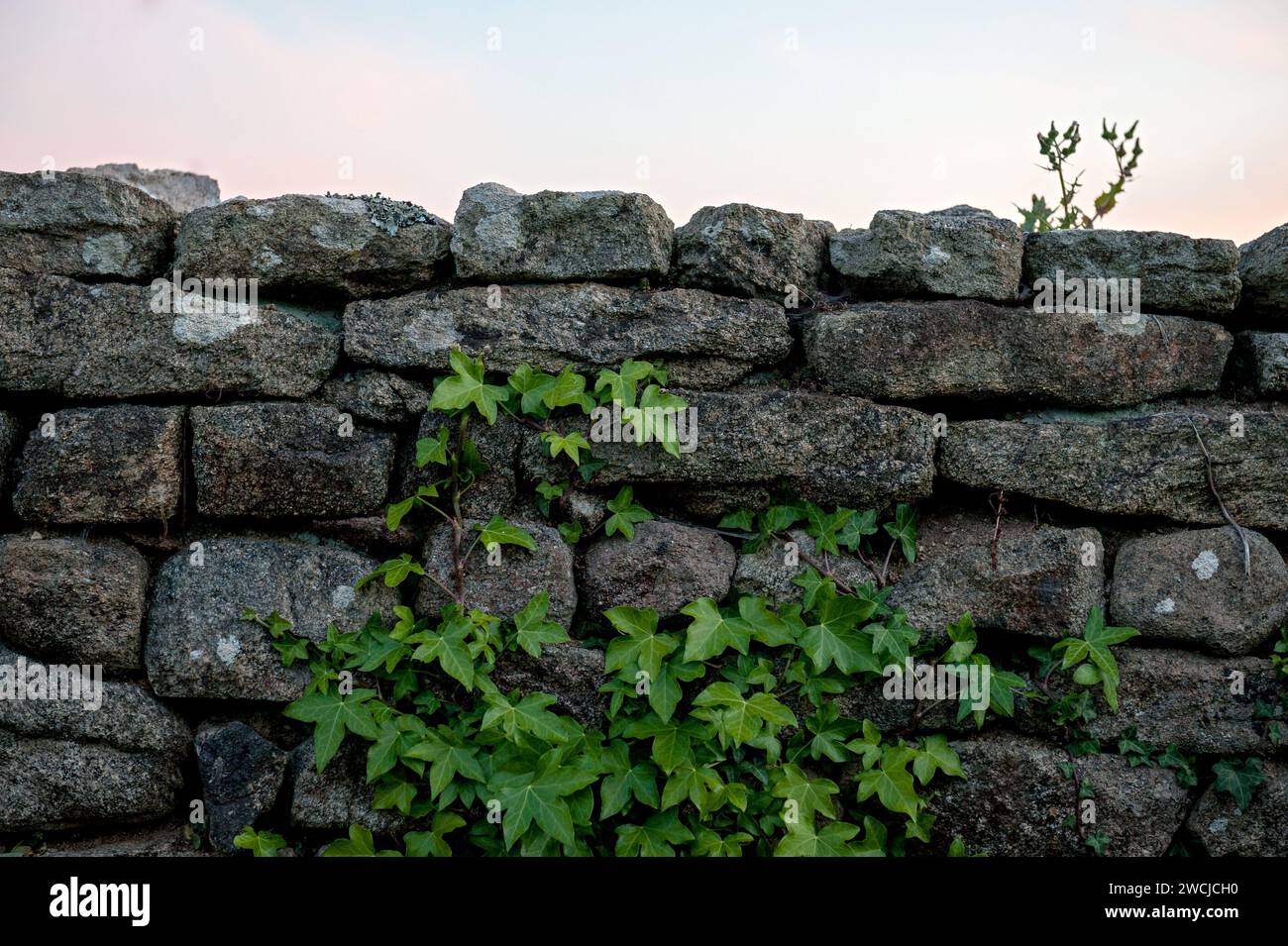 Natürliche Gartenmauer mit Ivy Stockfoto