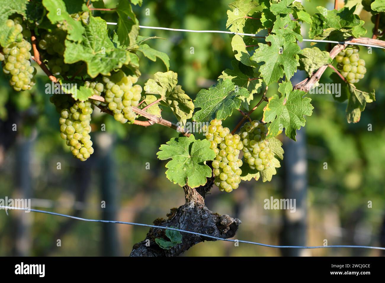 Grüne Trauben auf der alten Weinrebe in der Herbstsonne Stockfoto