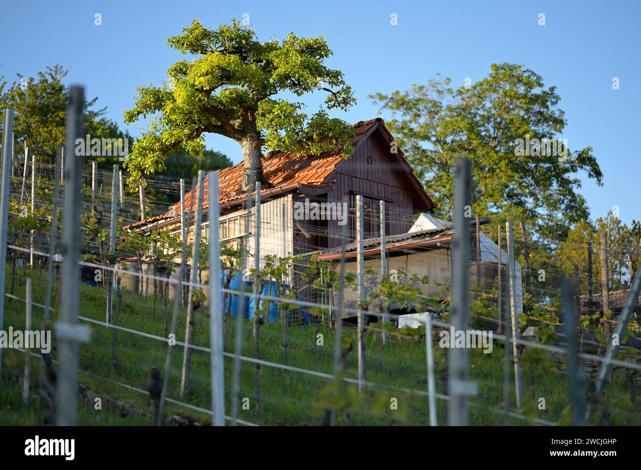 Alte Holzhütte auf einem Weinberg mit einem ungewöhnlichen Baum (der im Gebäude wächst) im Frühjahr in Süddeutschland Stockfoto