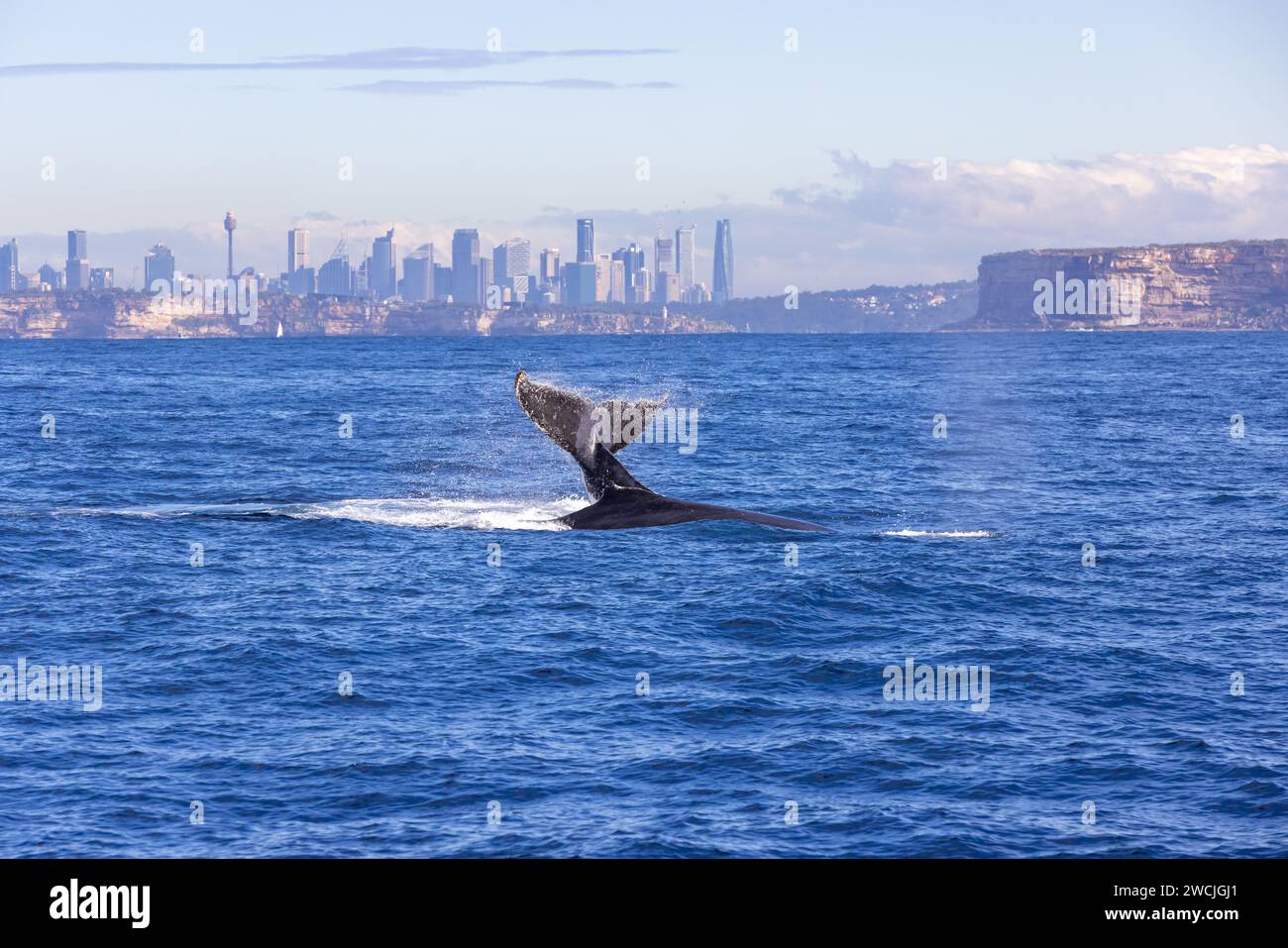 Walbeobachtung in New South Wales, Australien. Migration von Buckelwalen entlang der Ostküste Australiens. Bootstour mit Walbeobachtung. Stockfoto