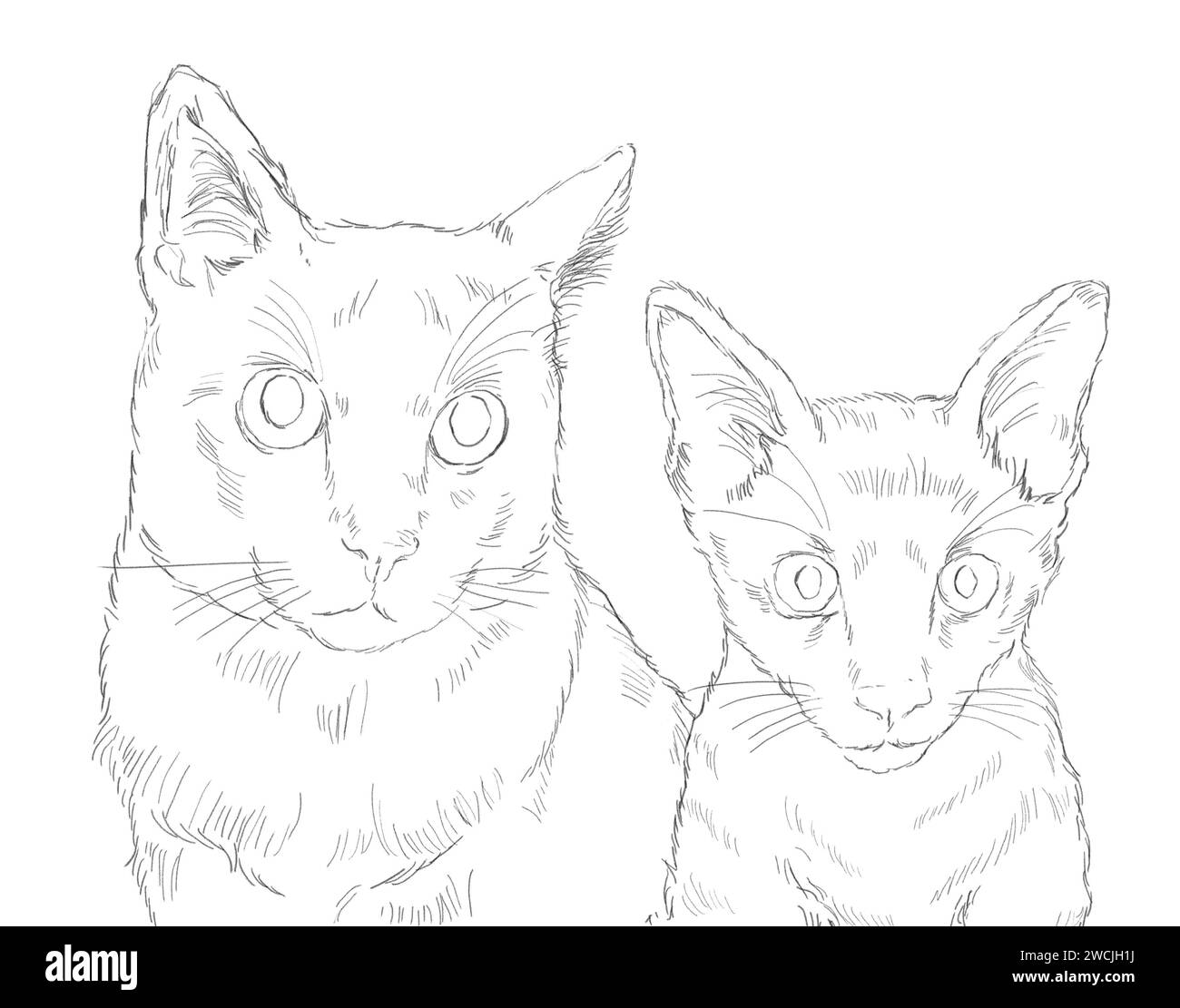 Porträt zweier Katzen. Ein junger Erwachsener und ein vier Monate alter. Zeichenstift in Schwarzweiß. Haustierkonzept. Stockfoto Porträt zweier Katzen. Ein junger Erwachsener und ein vier Monate alter. Zeichenstift in Schwarzweiß. Haustierkonzept. Stockfoto