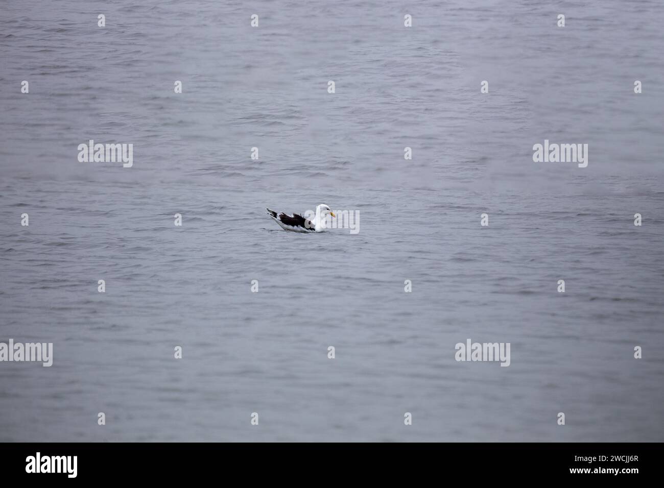 Vor der Küste von Howth, Dublin, patrouilliert eine gewaltige große Schwarzmöwe (Larus marinus) durch die Gewässer. Diese robuste Küstenwache zeigt die Ru Stockfoto