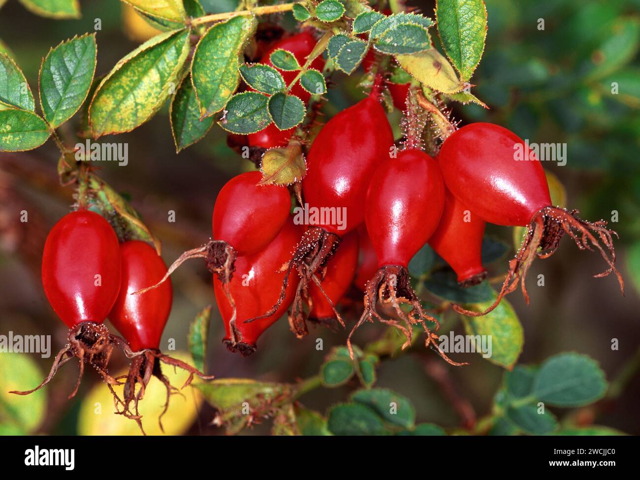 Dog Rose (Rosa canina) Beeren / Hüften fotografiert in der späten Nachmittagssonne, Berwickshire, Scottish Borders, Schottland, Oktober 2003 Stockfoto