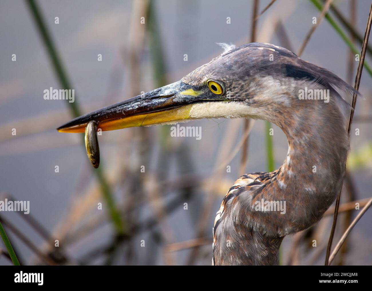 Im Herzen von San Francisco befindet sich ein majestätischer Great Blue Reiher im Heron's Head Park. Mit seiner majestätischen Gestalt verleiht dieser Vogelbewohner königlichen Charme Stockfoto