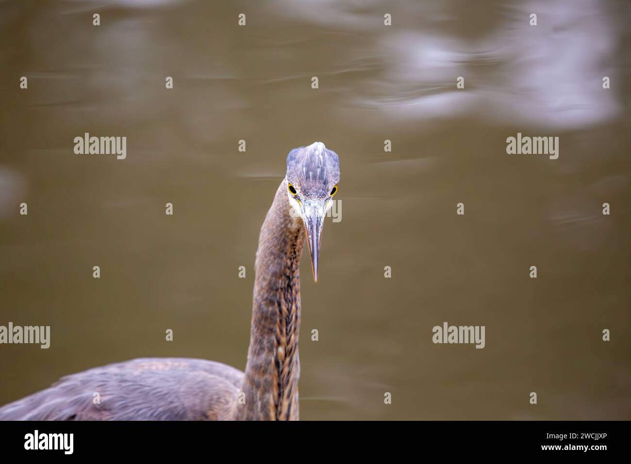 Im Herzen von San Francisco befindet sich ein majestätischer Great Blue Reiher im Heron's Head Park. Mit seiner majestätischen Gestalt verleiht dieser Vogelbewohner königlichen Charme Stockfoto