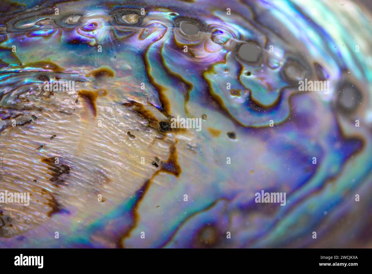 Haliotis Iris, Paua blackfoot. Nautische mehrfarbige lila-blaue irisierende Abalone-Muschelstruktur. Glänzende Regenbogenfarbe Mutter der Perlen Muschel. Stockfoto