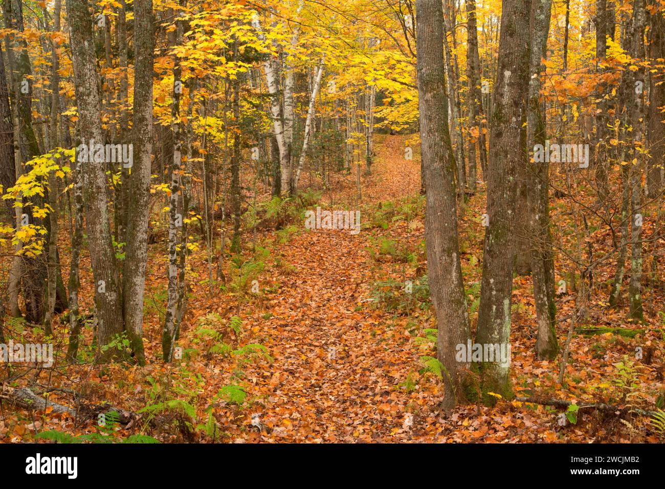 Barsch Lake Trail, Chequamegon-Nicolet National Forest, Wisconsin Stockfoto
