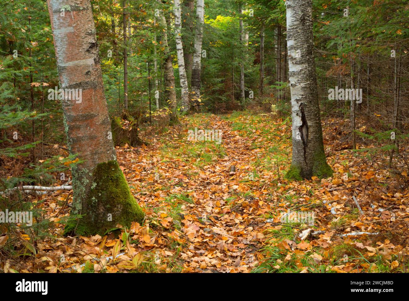 Barsch Lake Trail, Chequamegon-Nicolet National Forest, Wisconsin Stockfoto