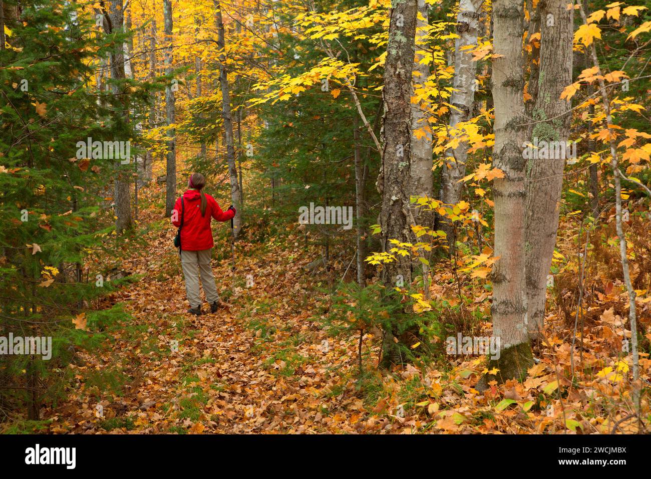 Barsch Lake Trail, Chequamegon-Nicolet National Forest, Wisconsin Stockfoto