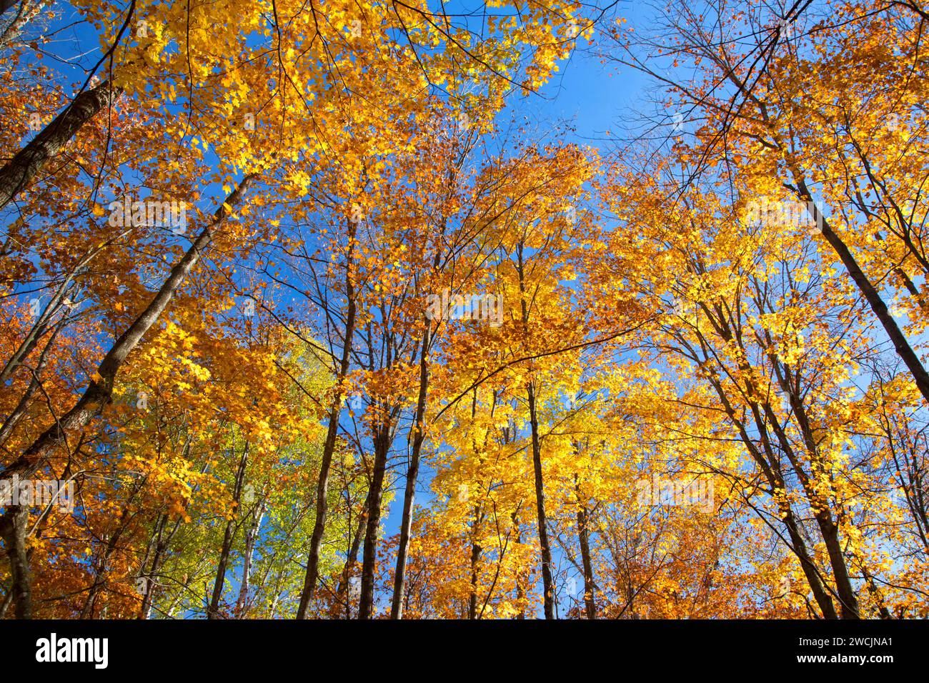 Wald Vordach entlang Barsch Lake Trail, Chequamegon-Nicolet National Forest, Wisconsin Stockfoto